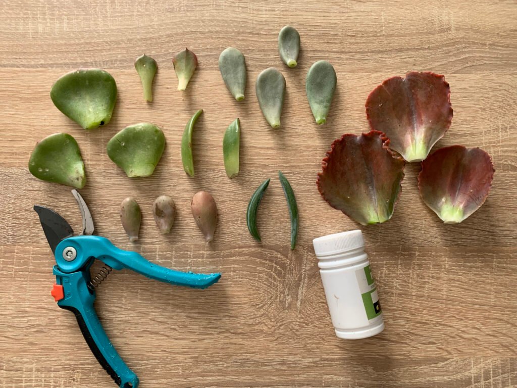 Fiche Technique Bouturage Feuilles QGWR