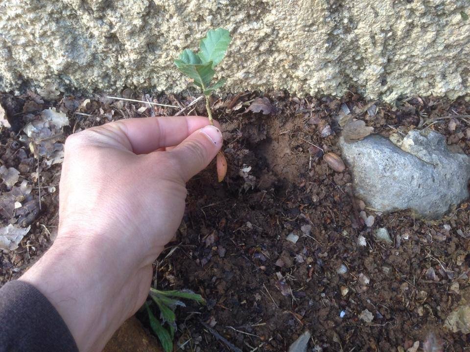 Faire germer et pousser un gland de chêne caboucadin