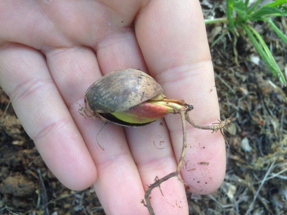 Faire germer et pousser un gland de chêne IMG 0050