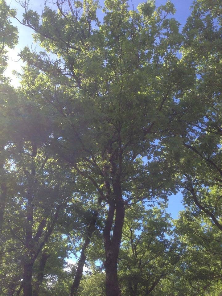 Faire germer et pousser un gland de chêne IMG 0051