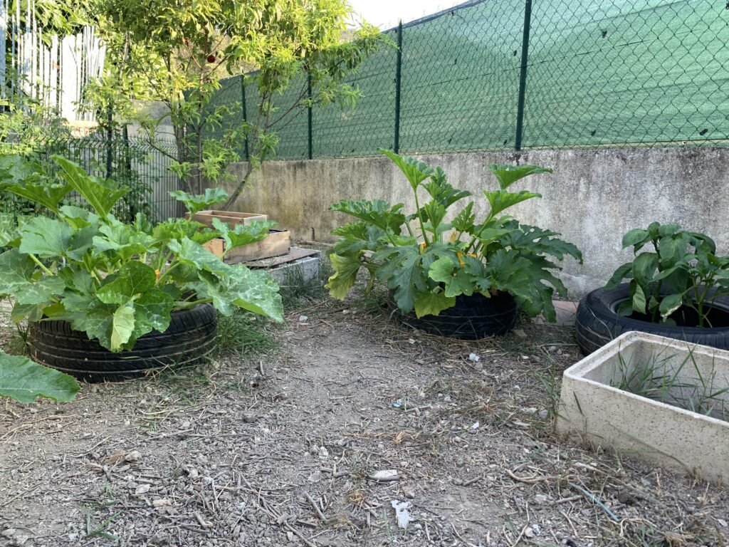 Cultiver des courgettes dans des pneus : une astuce écologique pour économiser l'eau Cultiver des courgettes dans des pneus : une astuce écologique pour économiser l'eau