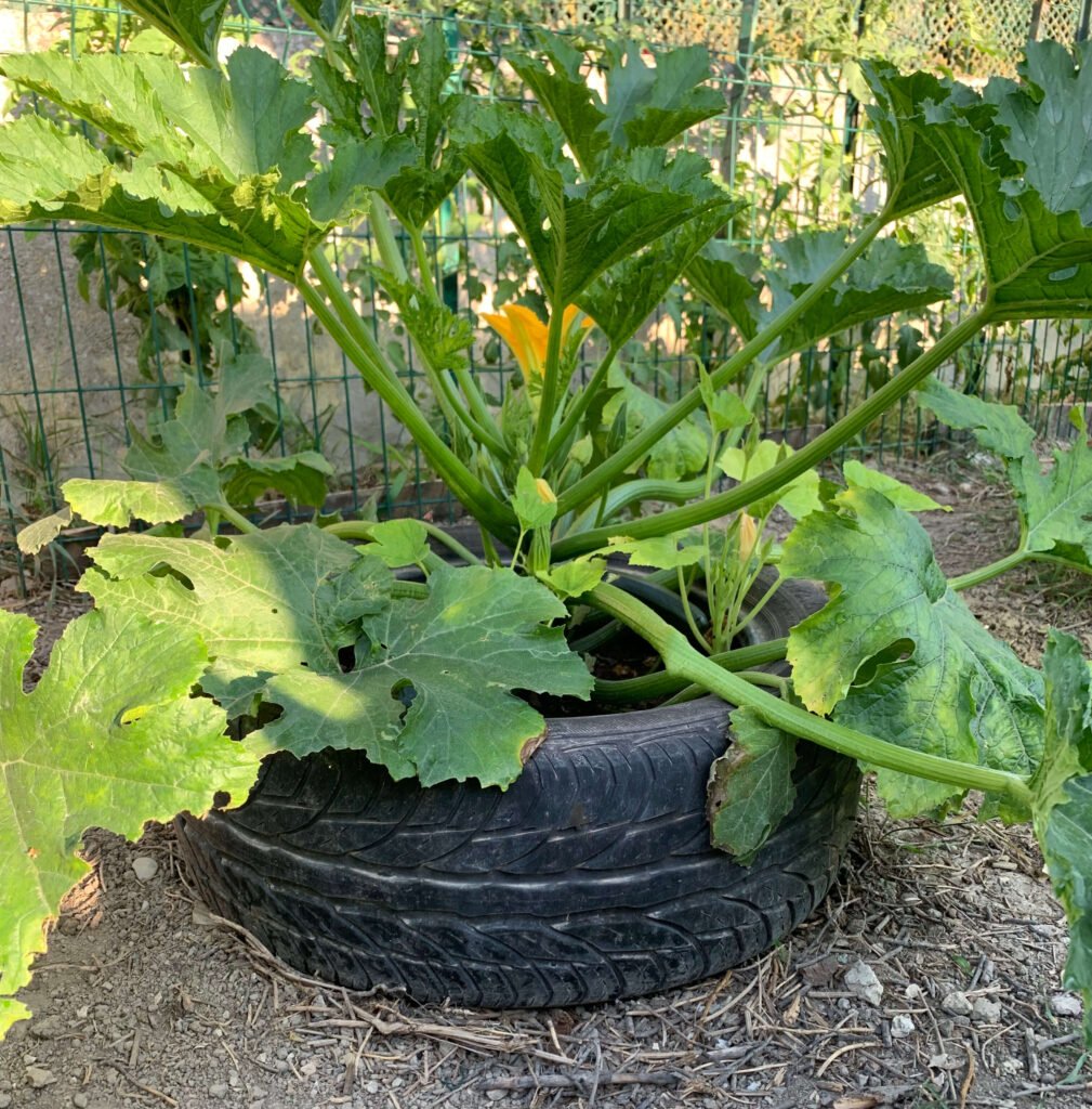 cultiver courgettes dans vieux pneu 2