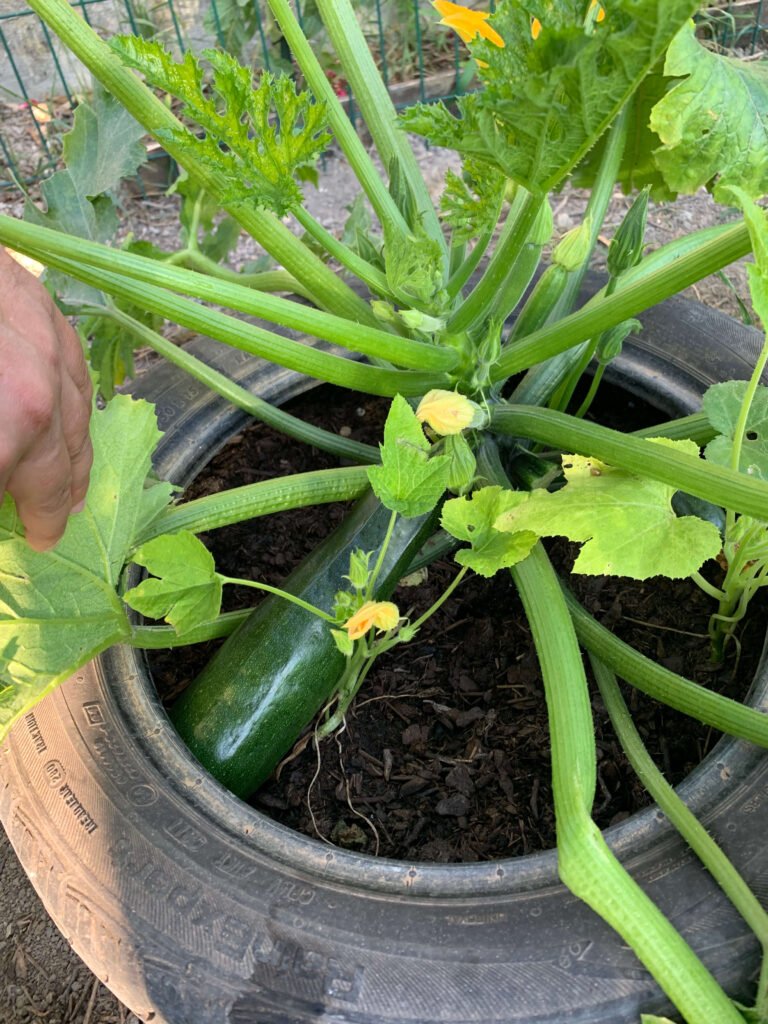 cultiver courgettes dans vieux pneu 3
