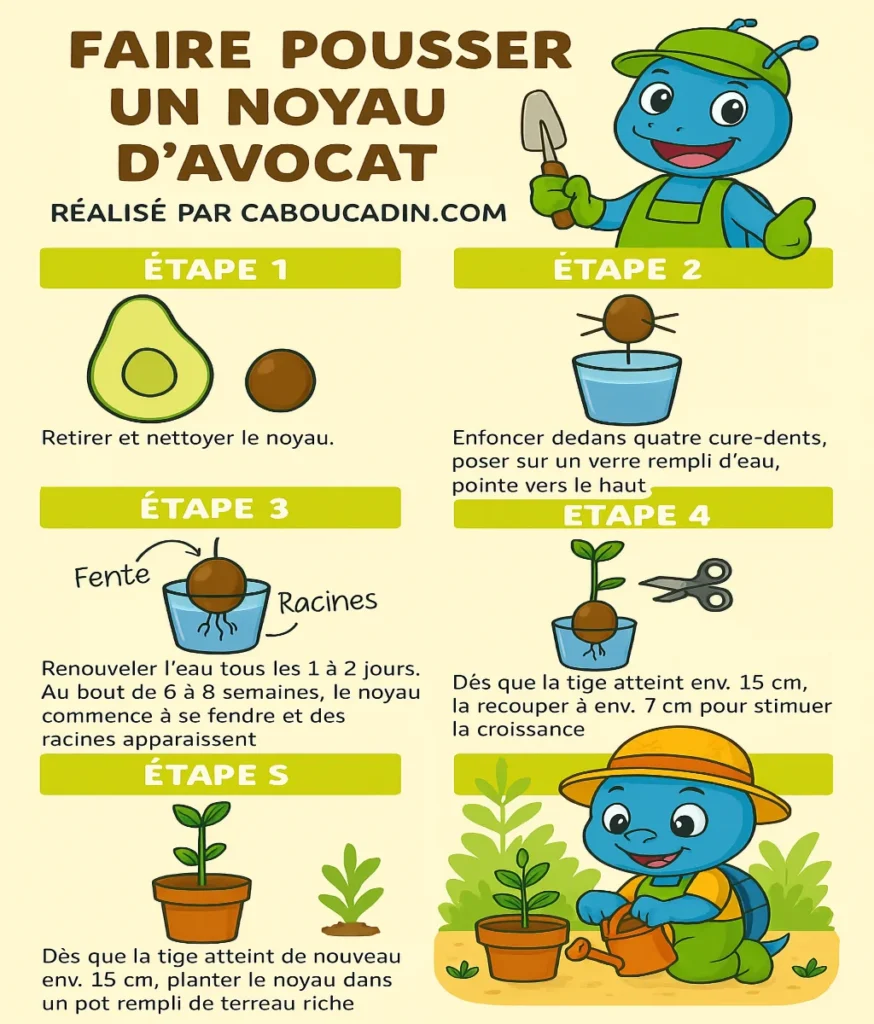 Comment faire germer et pousser un avocat à partir d'un noyau : Guide complet en 3 étapes